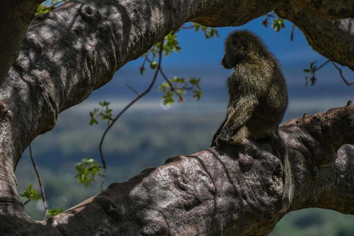 "Baboon Watch" by Viet Chu Photography