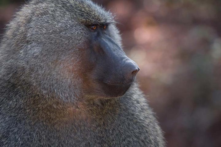 "Profile of a Baboon" by Viet Chu Photography