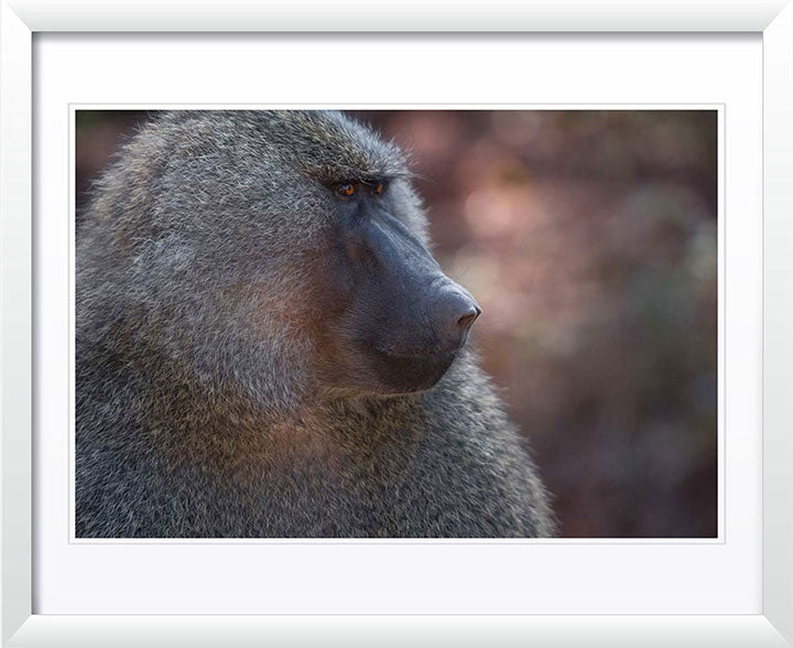 "Profile of a Baboon" by Viet Chu Photography