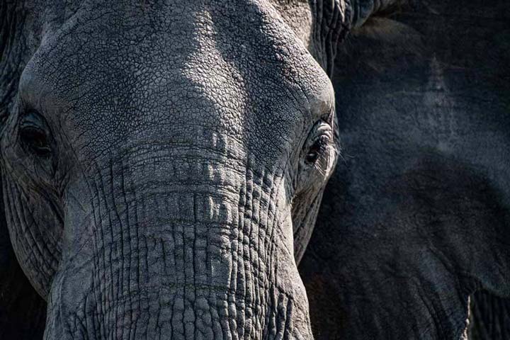 "Elephant Close-up" by Viet Chu Photography