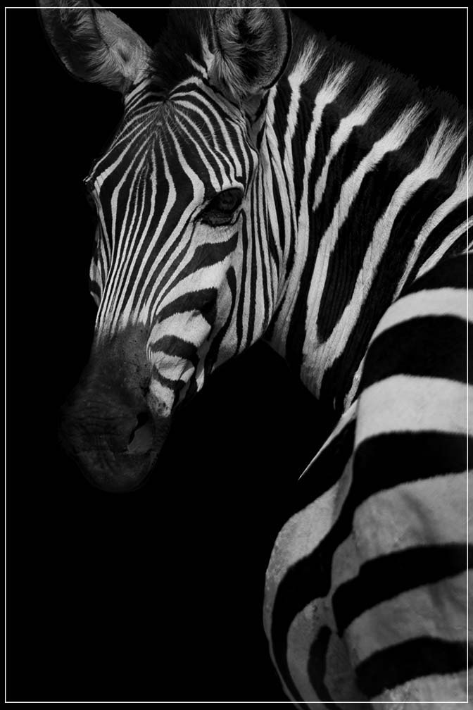 "Profile of a Zebra" by Viet Chu Photography-Artography Limited
