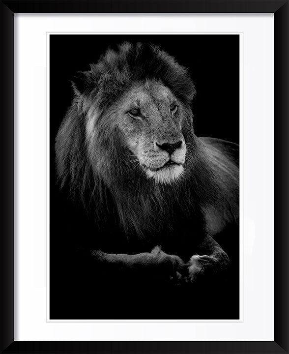 "Profile of a King" by Viet Chu Photography