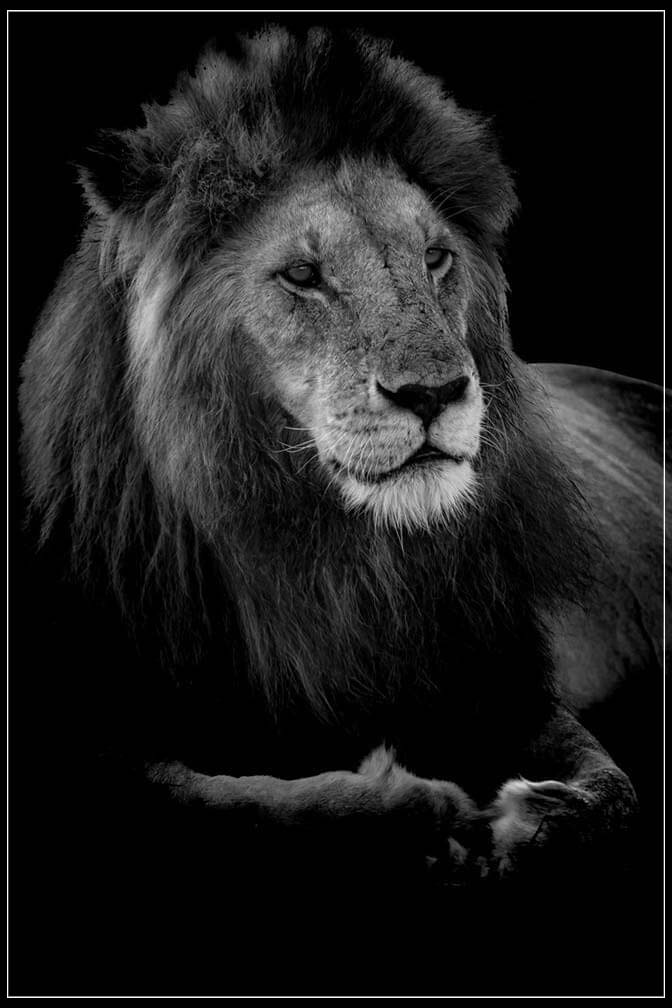 "Profile of a King" by Viet Chu Photography-Artography Limited