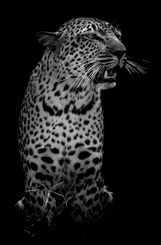 "The Leopard" by Viet Chu Photography