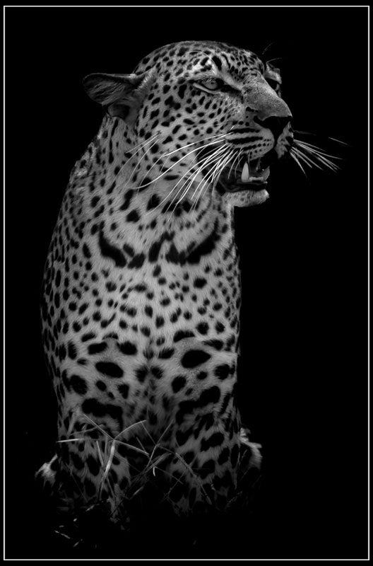 "The Leopard" by Viet Chu Photography-Artography Limited
