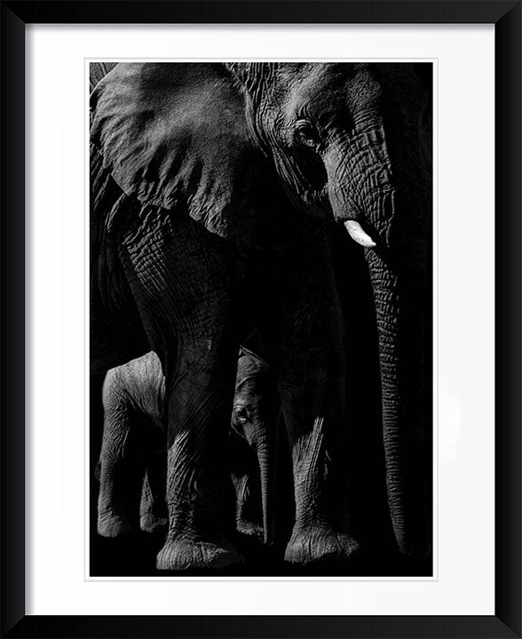 "Elephant and Baby" by Viet Chu Photography