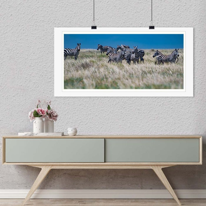 "Zebra in the Field" by Viet Chu Photography-Artography Limited