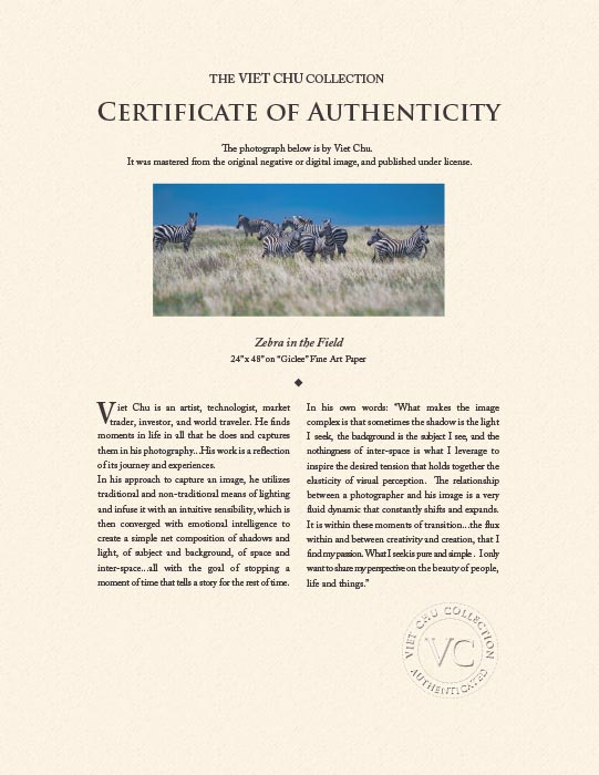 "Zebra in the Field" by Viet Chu Photography-Artography Limited