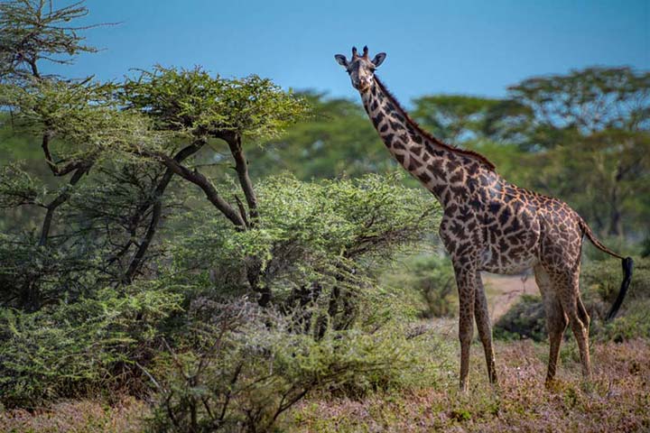 "Giraffe Charm" by Viet Chu Photography