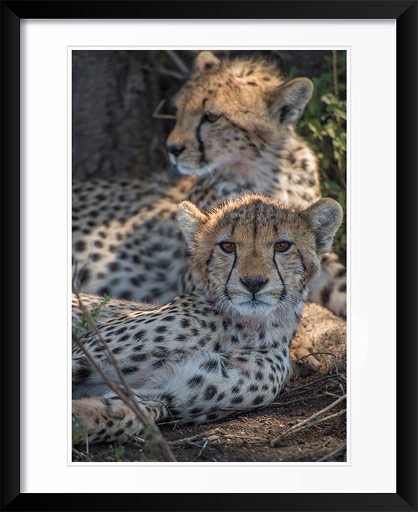 "Cheetah Siblings" by Viet Chu Photography