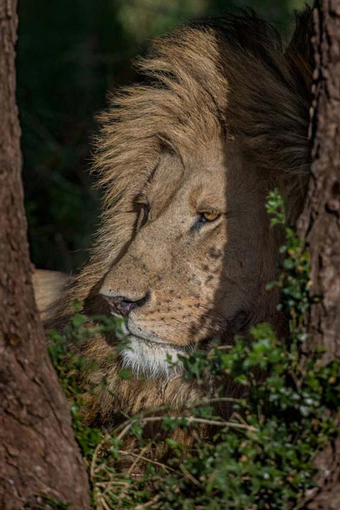 "Lion in shade" by Viet Chu Photography