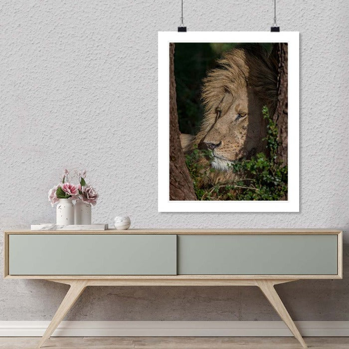 "Lion in shade" by Viet Chu Photography-Artography Limited