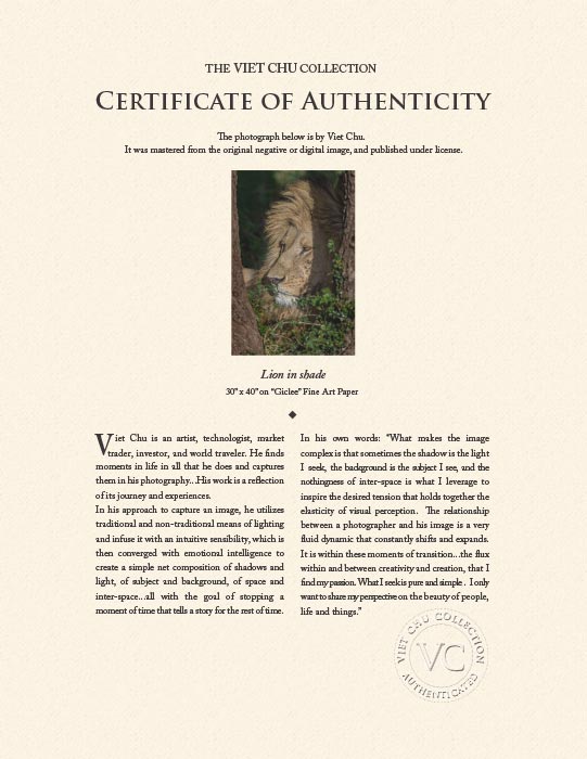 "Lion in shade" by Viet Chu Photography-Artography Limited