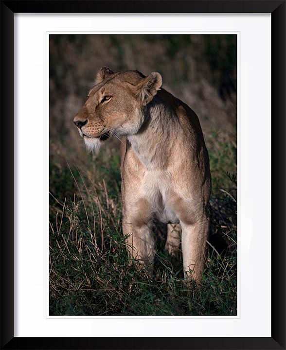 "Regal Lioness" by Viet Chu Photography