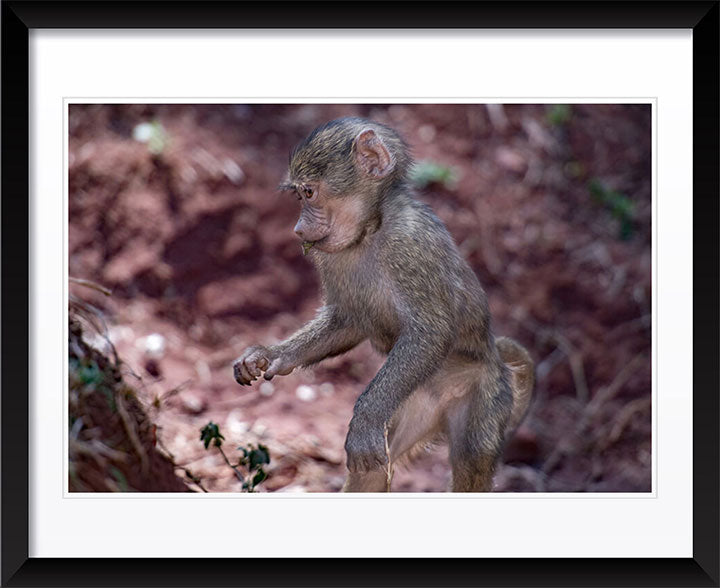 "Baby Baboon" by Viet Chu Photography