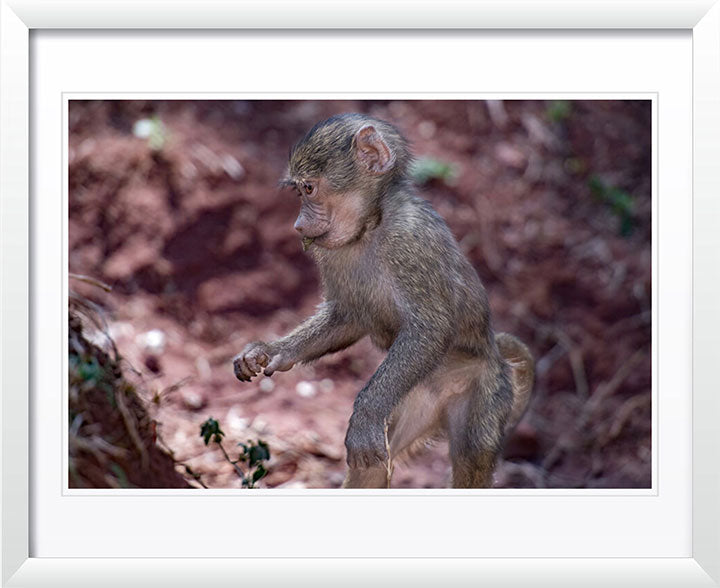 "Baby Baboon" by Viet Chu Photography
