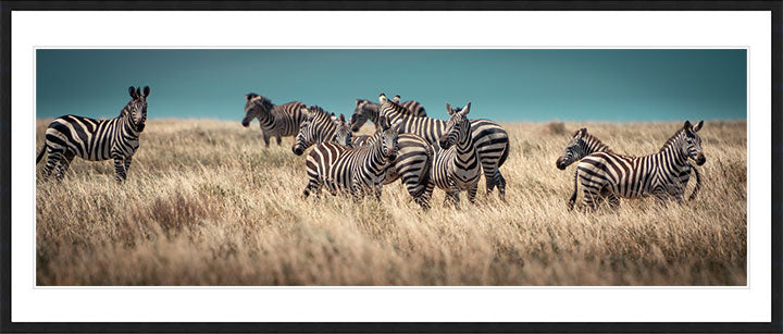 "Zebra in the Field" by Viet Chu Photography