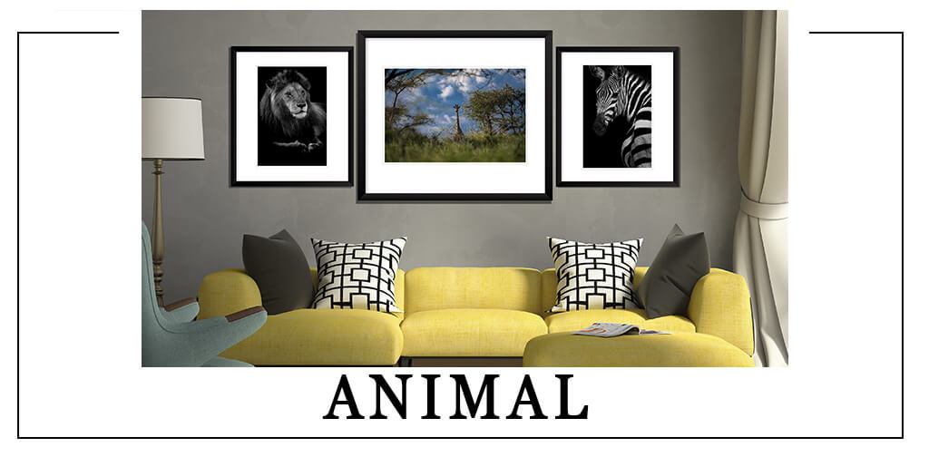 Animal Photography Collections