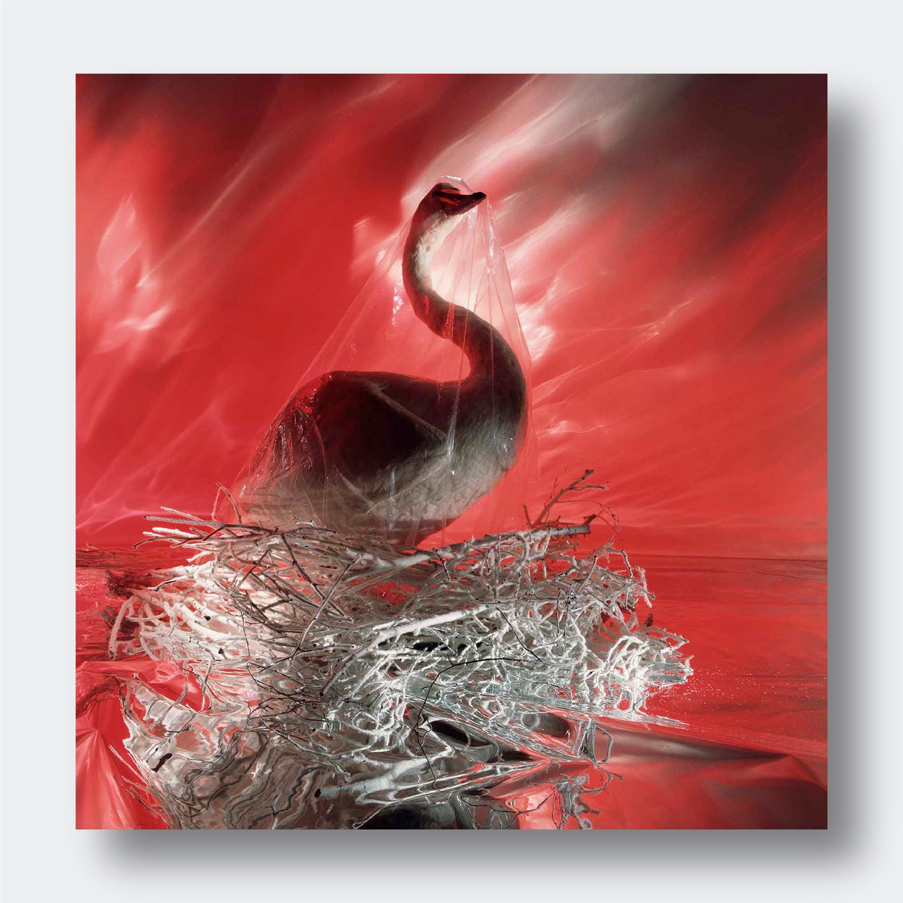 Stuffed Swan - Photography Wall Art