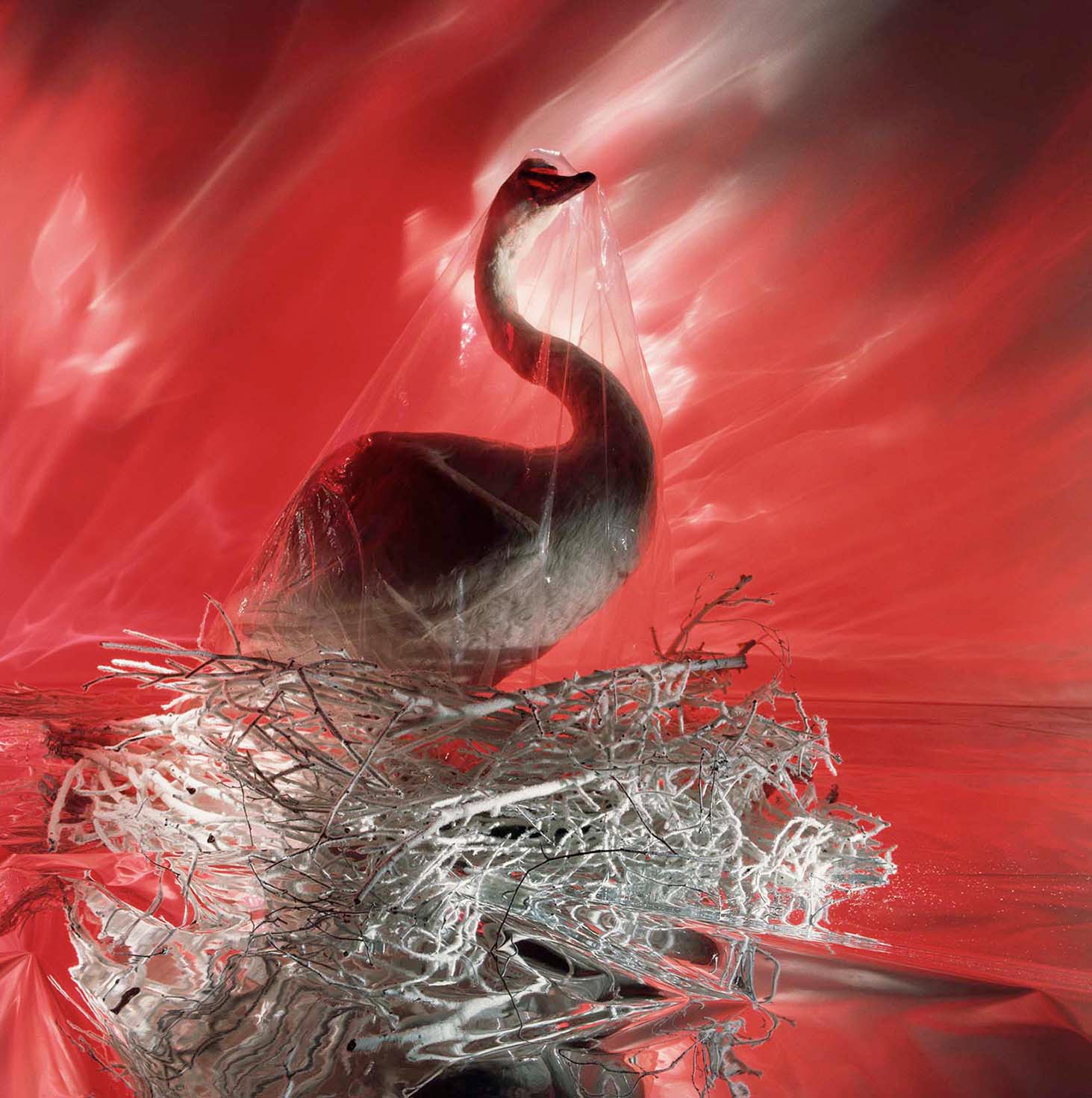 Stuffed Swan - Photography Wall Art