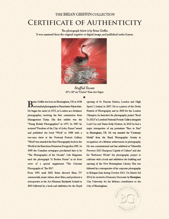 Stuffed Swan - Photography Wall Art