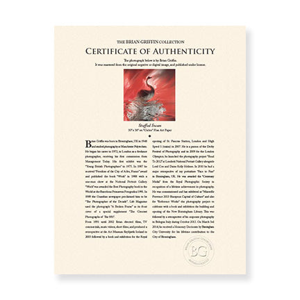 "Stuffed Swan" - Photographic Wall Art