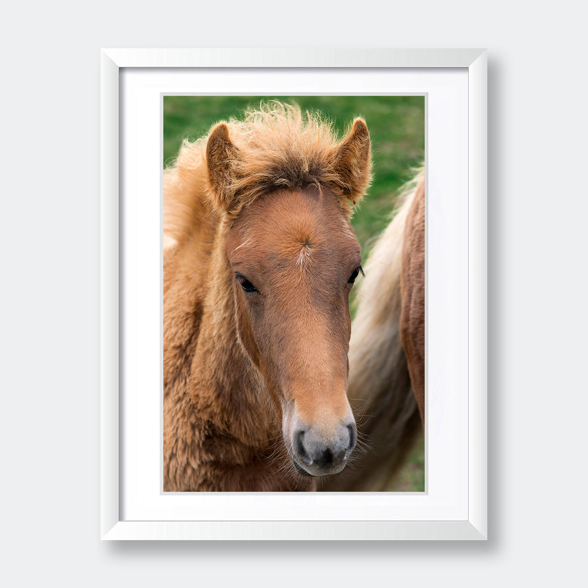 "Icelandic Colt" - Animal Photography by Tom Artin