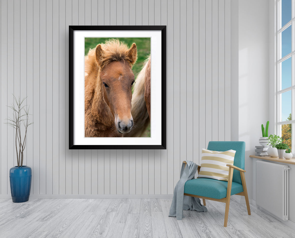 "Icelandic Colt" - Animal Photography by Tom Artin