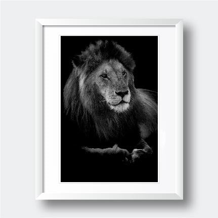 "Profile of a King" Animal Photography