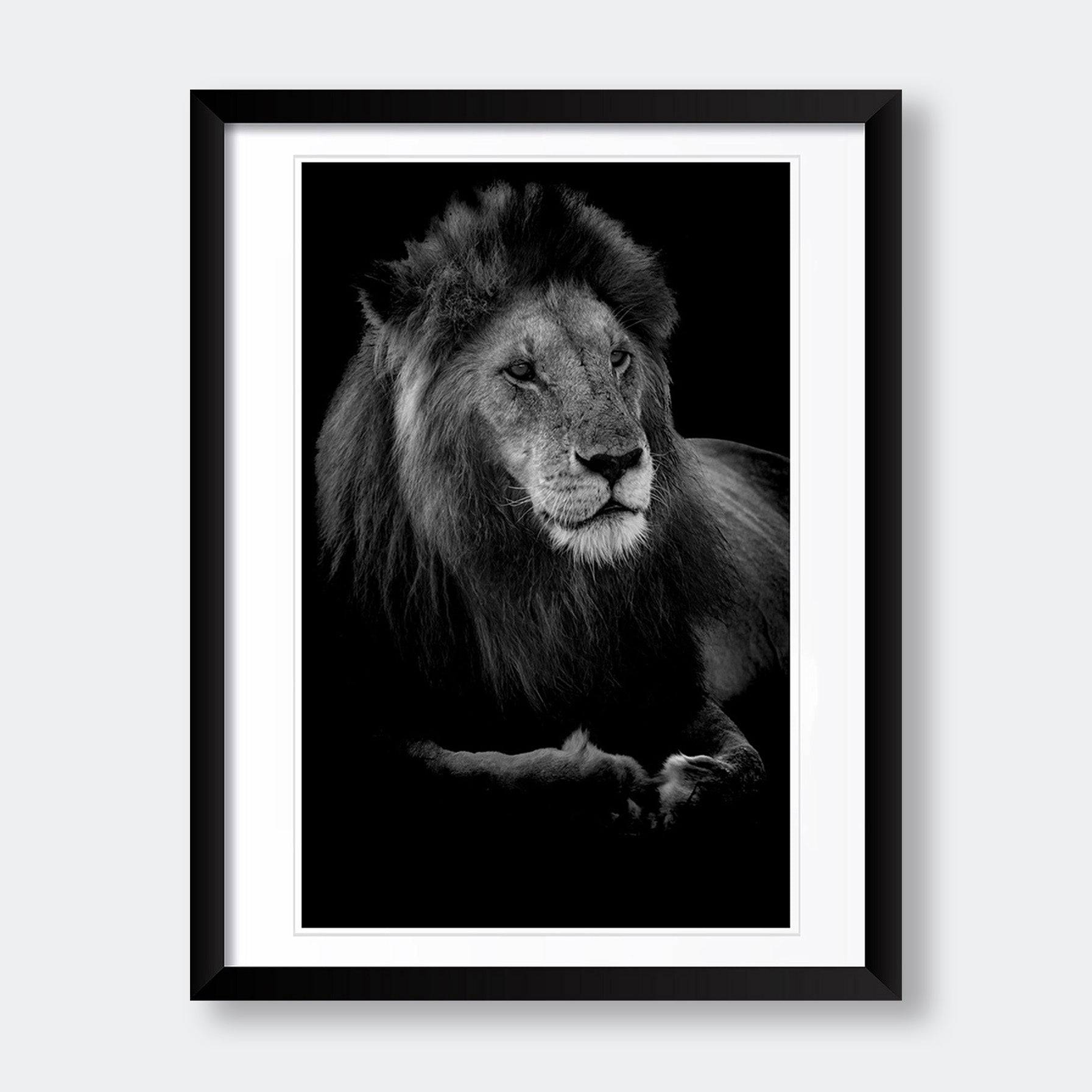 "Profile of a King" Animal Photography