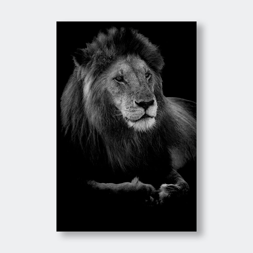 "Profile of a King" Animal Photography