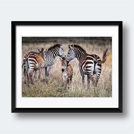 "Zebra Family v2" Animal Photography