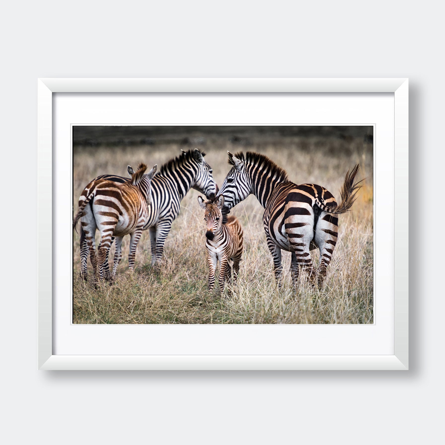 "Zebra Family v2" Animal Photography