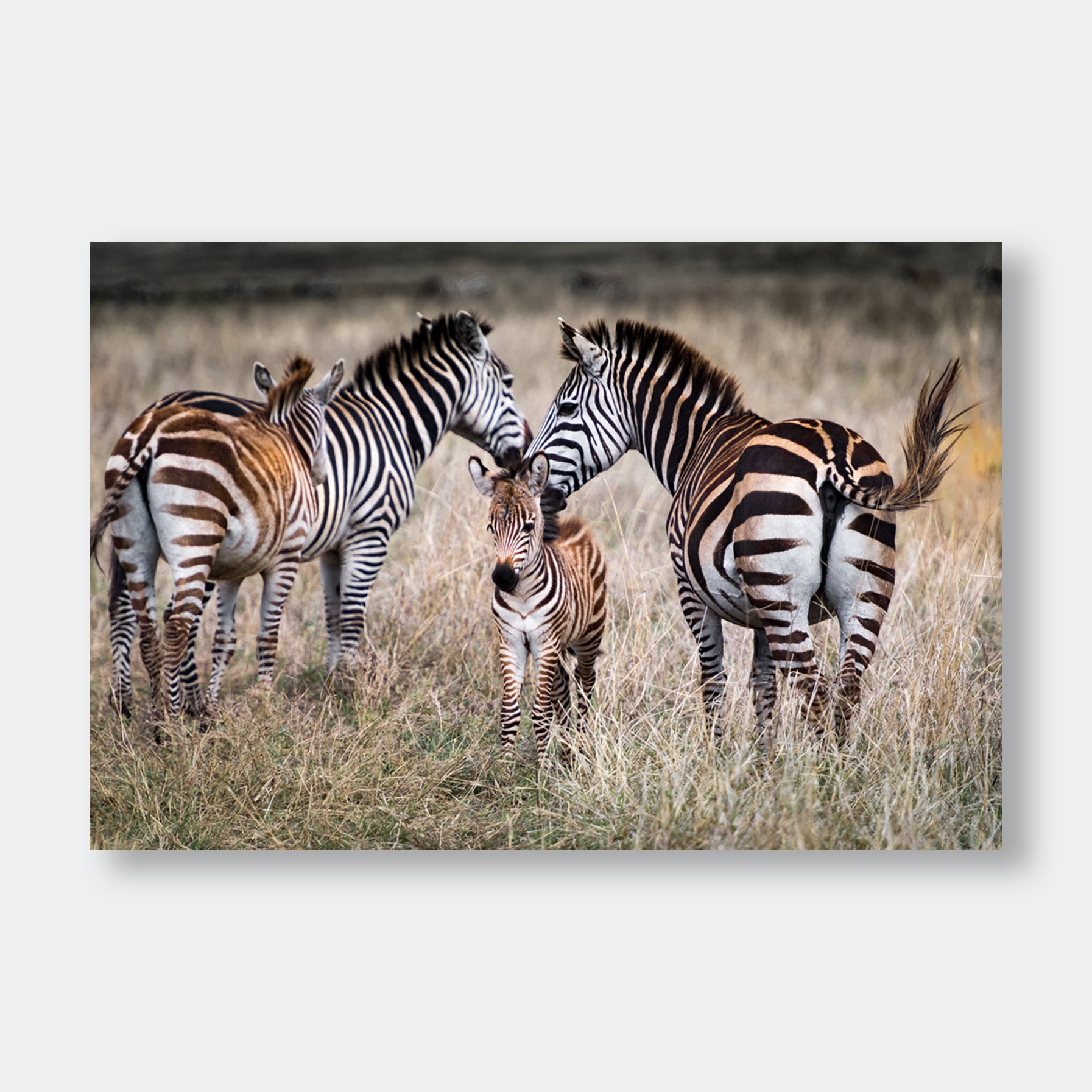 "Zebra Family v2" Animal Photography