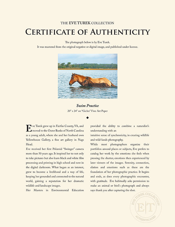 "Swim Practice" by Eve Turek Photography