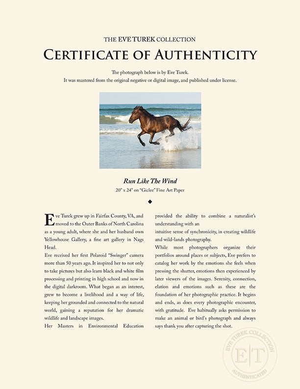 "Run Like The Wind" by Eve Turek Photography