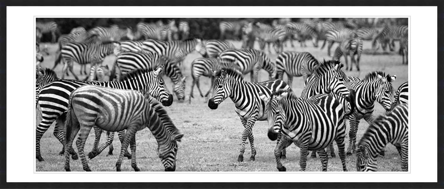 "Zebra Herd" by Viet Chu Photography
