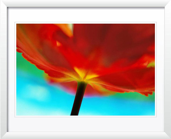 "Tulip, close up" by Daniel Furon Photography