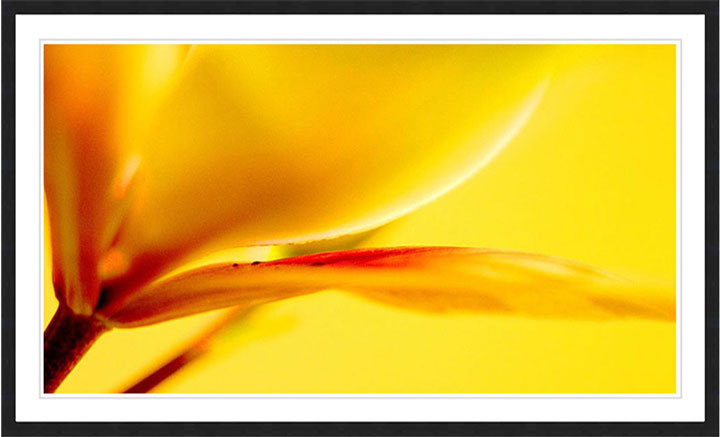 "Yellow Iris" by Daniel Furon Photography