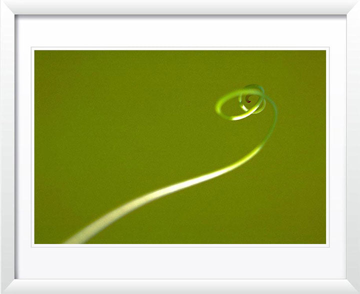 "Tendril" by Daniel Furon Photography