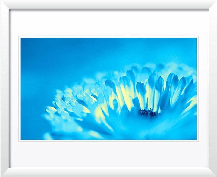 "Bud" by Daniel Furon Photography