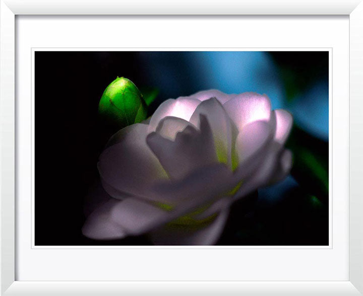 "Camellia" by Daniel Furon Photography