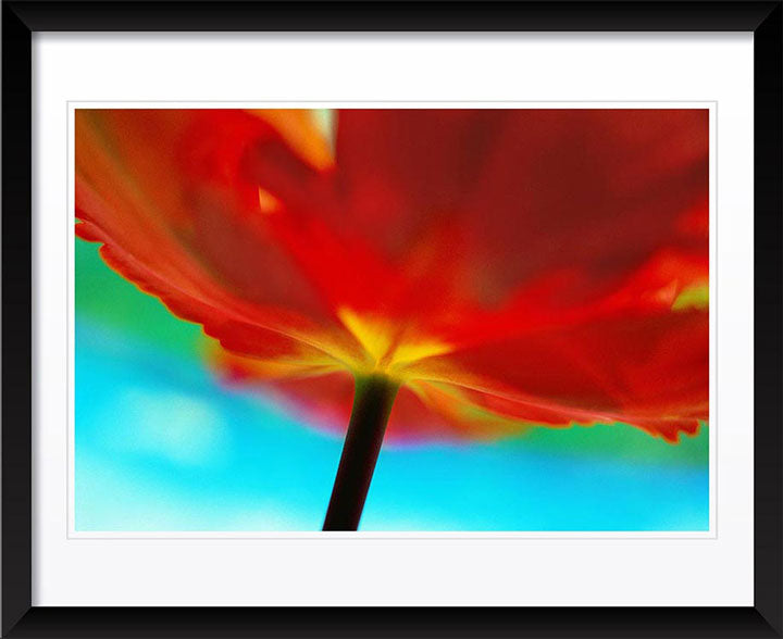 "Tulip, close up" by Daniel Furon Photography