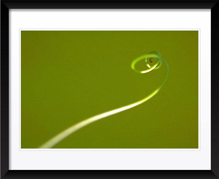 "Tendril" by Daniel Furon Photography