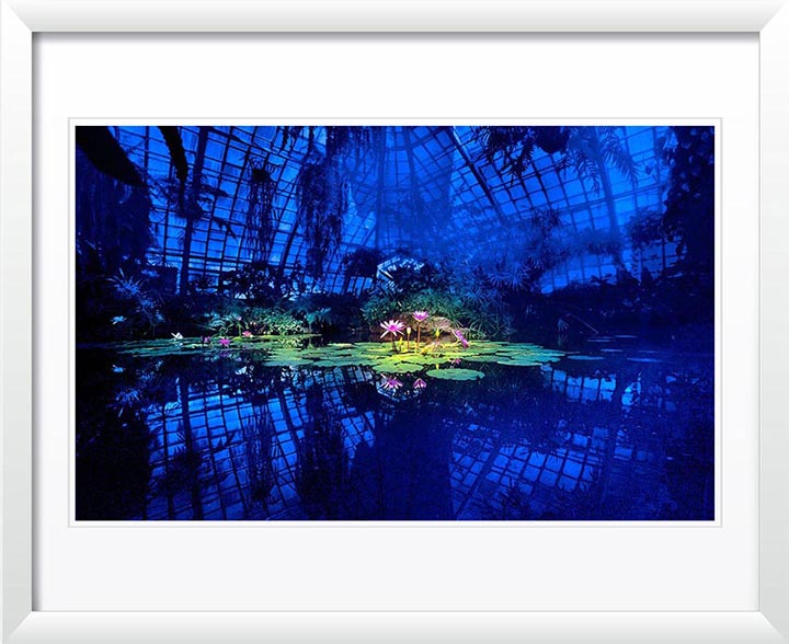 "Lotus in Blue Greenhouse" by Daniel Furon Photography