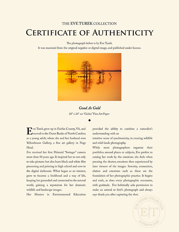 "Good As Gold" by Eve Turek Photography