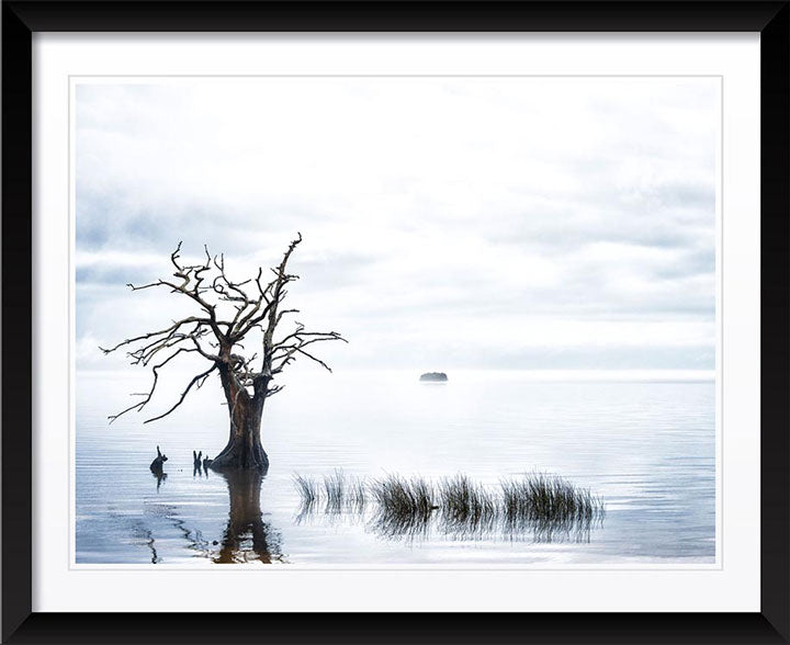 "Sentinel Cypress" by Eve Turek Photography