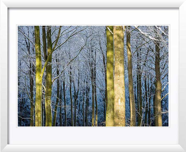 "Winter Light in the Forest" by Dorte Verner Photography