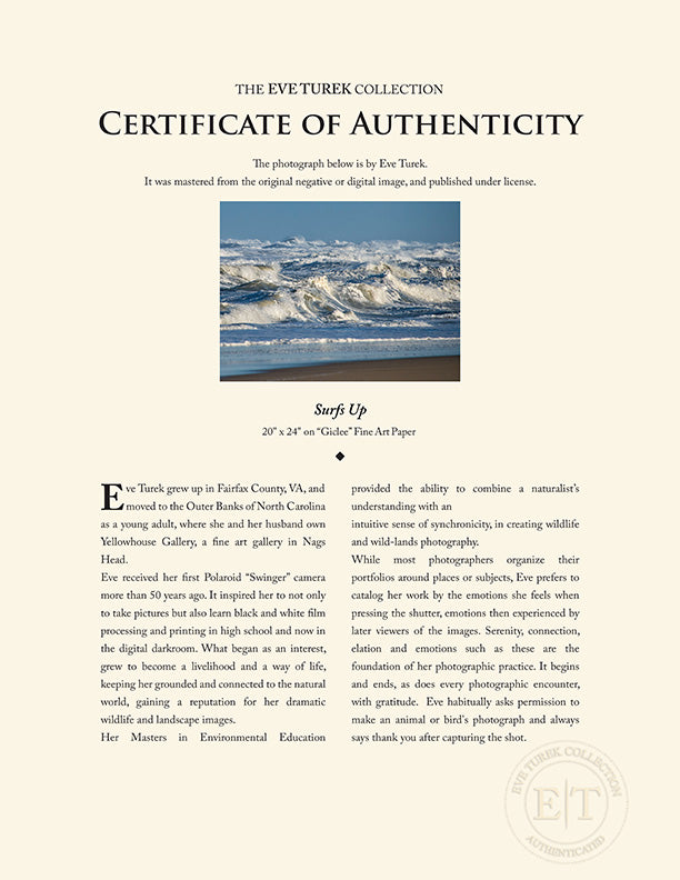 "Surfs Up" by Eve Turek Photography