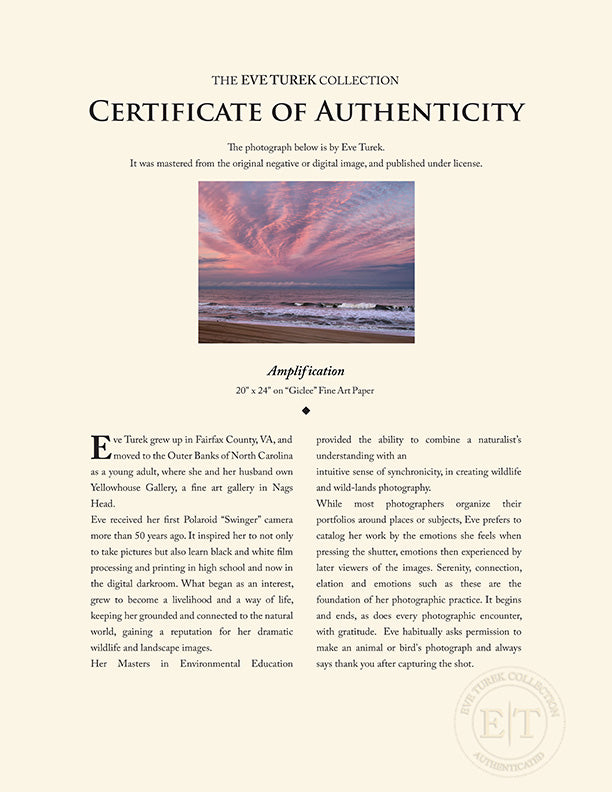 "Amplification" by Eve Turek Photography